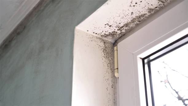 Professional Mold Removal in Gastonville, PA