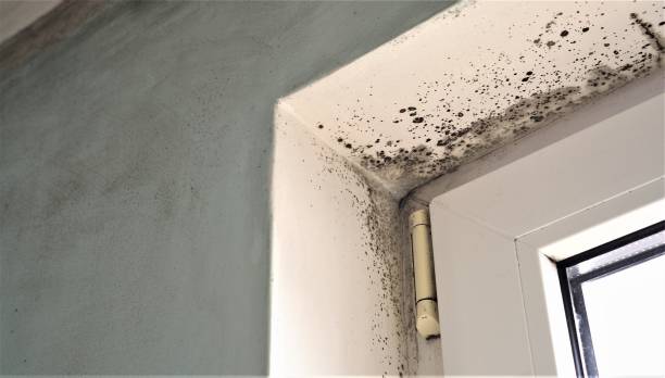 Best Mold Remediation for Healthcare Facilities  in Gastonville, PA