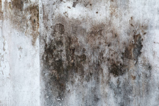Best Mold Documentation for Insurance Claims  in Gastonville, PA