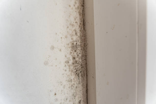 Best Biohazard Mold Removal  in Gastonville, PA