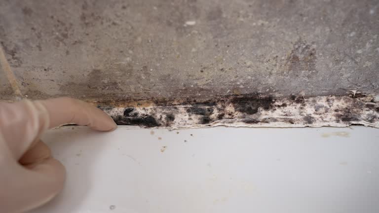  Gastonville, PA Mold Removal Pros