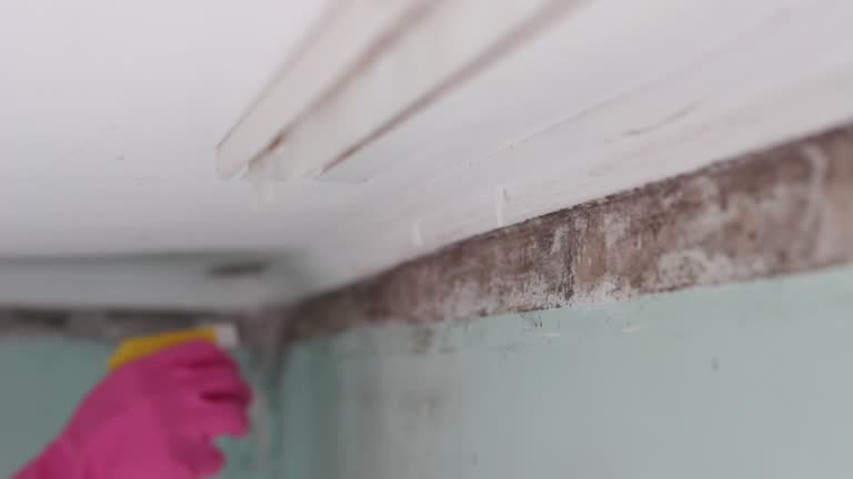 Best Environmental Consulting for Mold Prevention  in Gastonville, PA
